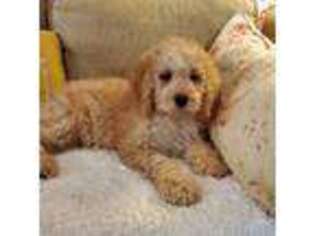Cavapoo Puppy for sale in Albany, OR, USA