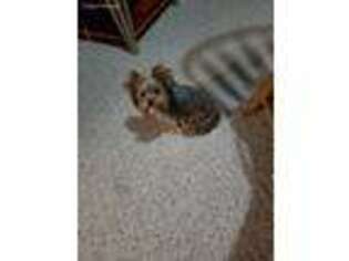 Yorkshire Terrier Puppy for sale in Clayton, IL, USA
