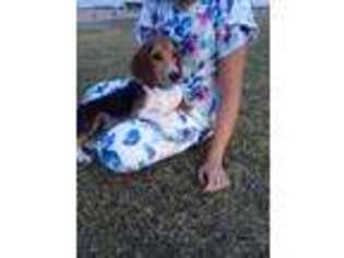 Beagle Puppy for sale in La Pryor, TX, USA
