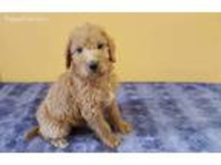 Labradoodle Puppy for sale in Julian, NC, USA