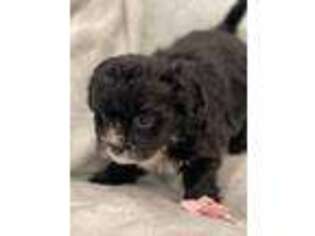 Shih-Poo Puppy for sale in Fulton, MS, USA