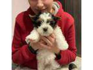 Biewer Terrier Puppy for sale in Sioux Falls, SD, USA