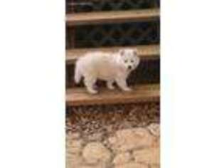 Siberian Husky Puppy for sale in Lexington, NC, USA