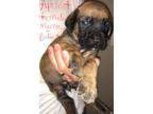 Mastiff Puppy for sale in La Crosse, WI, USA