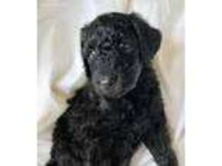 Mutt Puppy for sale in Union, KY, USA
