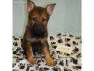 German Shepherd Dog Puppy for sale in Moravia, NY, USA