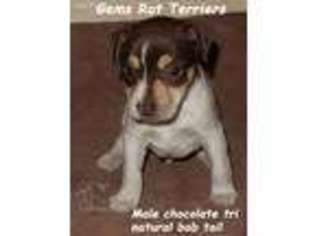Rat Terrier Puppy for sale in Centereach, NY, USA