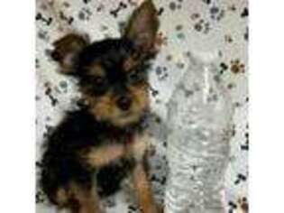 Yorkshire Terrier Puppy for sale in Jonestown, TX, USA