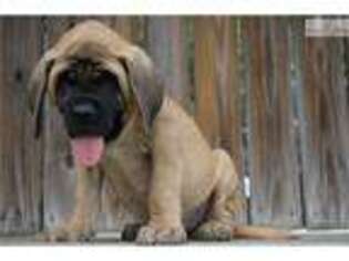Mastiff Puppy for sale in Findlay, OH, USA