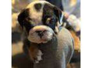 Bulldog Puppy for sale in Lansing, MI, USA