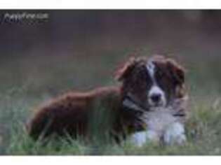 Australian Shepherd Puppy for sale in Russellville, KY, USA