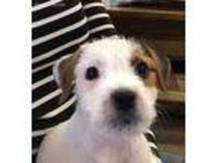 Jack Russell Terrier Puppy for sale in Canton, TX, USA