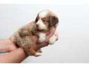 Miniature Australian Shepherd Puppy for sale in Ashley, OH, USA