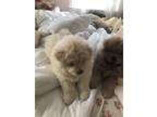Chow Chow Puppy for sale in Greenwich, CT, USA
