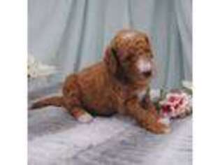 Goldendoodle Puppy for sale in Rexburg, ID, USA