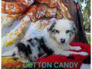 Australian Shepherd Puppy for sale in Fulton, MO, USA