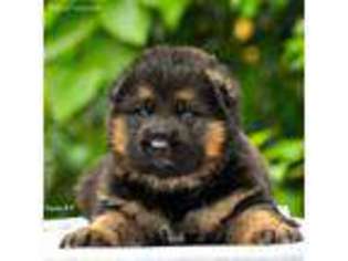 German Shepherd Dog Puppy for sale in Lexington, KY, USA