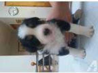 Mutt Puppy for sale in CLIFTON FORGE, VA, USA