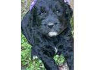 Goldendoodle Puppy for sale in Timpson, TX, USA