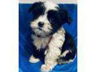 Mutt Puppy for sale in Weirsdale, FL, USA