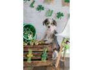 Chinese Crested Puppy for sale in Joplin, MO, USA