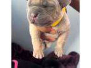 Cane Corso Puppy for sale in Arlington, TX, USA