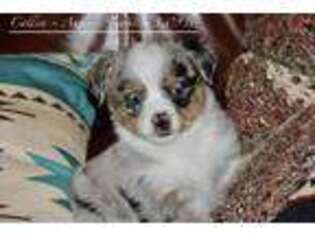 Mutt Puppy for sale in Lind, WA, USA
