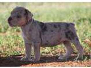 Olde English Bulldogge Puppy for sale in Lorenzo, TX, USA