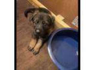 German Shepherd Dog Puppy for sale in Waterbury, CT, USA