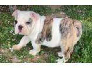 Bulldog Puppy for sale in Dinuba, CA, USA