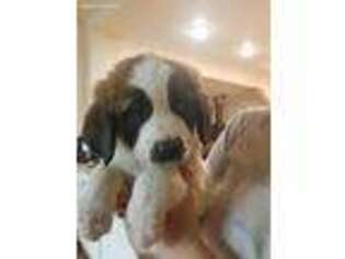 Saint Bernard Puppy for sale in Northglenn, CO, USA