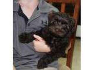 Schnoodle (Standard) Puppy for sale in Saxe, VA, USA