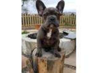French Bulldog Puppy for sale in Schertz, TX, USA
