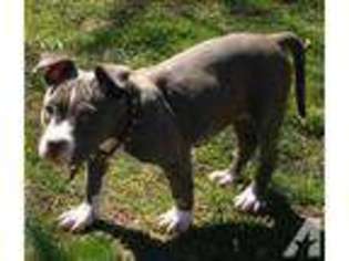 American Pit Bull Terrier Puppy for sale in COLONIAL HEIGHTS, VA, USA