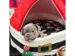 French Bulldog Puppy for sale in Highland, IN, USA