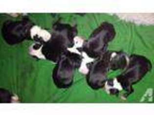 Boston Terrier Puppy for sale in LEOMINSTER, MA, USA