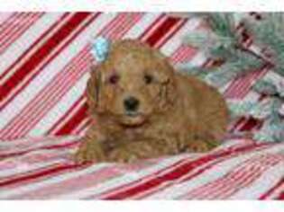 Goldendoodle Puppy for sale in Etna Green, IN, USA