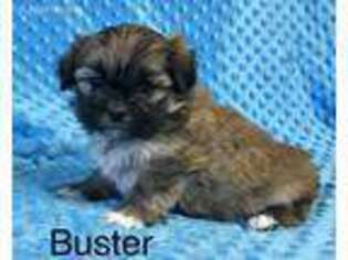 Mal-Shi Puppy for sale in Deepwater, MO, USA