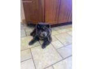 Chow Chow Puppy for sale in Oak Brook, IL, USA