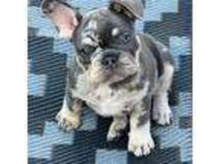 French Bulldog Puppy for sale in Wilmington, OH, USA