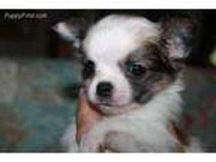 Chihuahua Puppy for sale in Walterboro, SC, USA