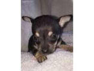 Chihuahua Puppy for sale in Haddam, CT, USA