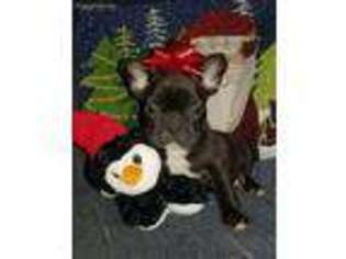 French Bulldog Puppy for sale in Aberdeen, MD, USA