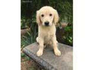 Golden Retriever Puppy for sale in Bradley, SC, USA