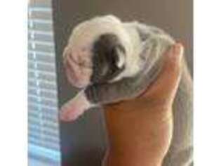 Olde English Bulldogge Puppy for sale in Los Angeles, CA, USA