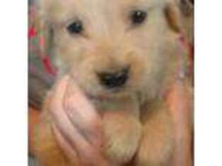 Golden Retriever Puppy for sale in Brown City, MI, USA