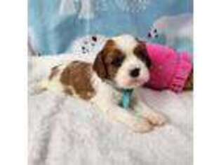 Cavalier King Charles Spaniel Puppy for sale in Kendall, NY, USA