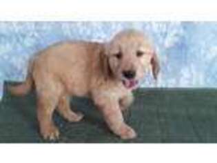 Golden Retriever Puppy for sale in Coldwater, MI, USA