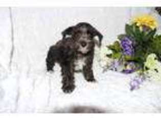 Mutt Puppy for sale in Lewisburg, WV, USA