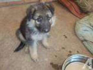 German Shepherd Dog Puppy for sale in TERRELL, TX, USA